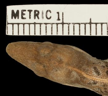 Media type: image;   Herpetology R-156202 Aspect: head dorsal